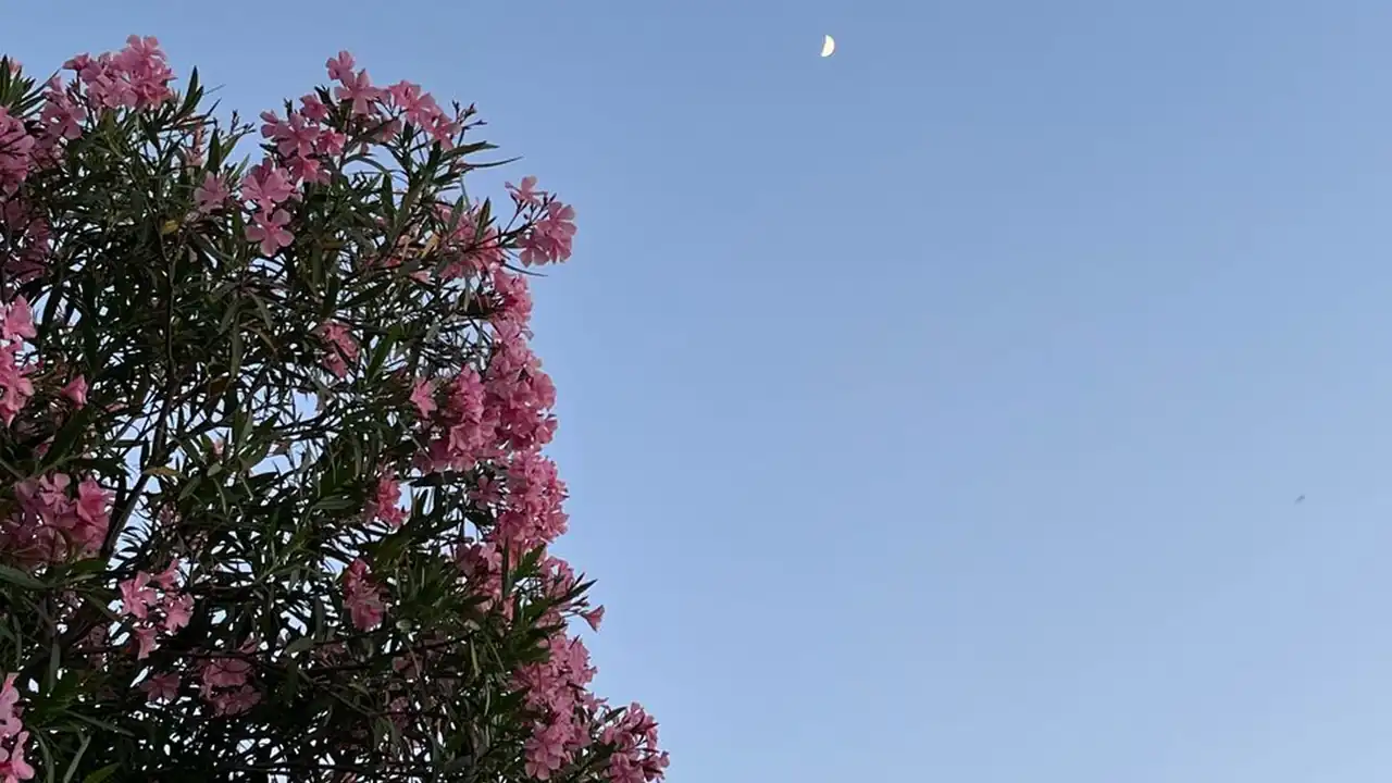 青青草原在线观看免费的正规渠道与操作方法
